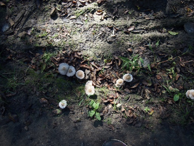 La forêt des 5 sens