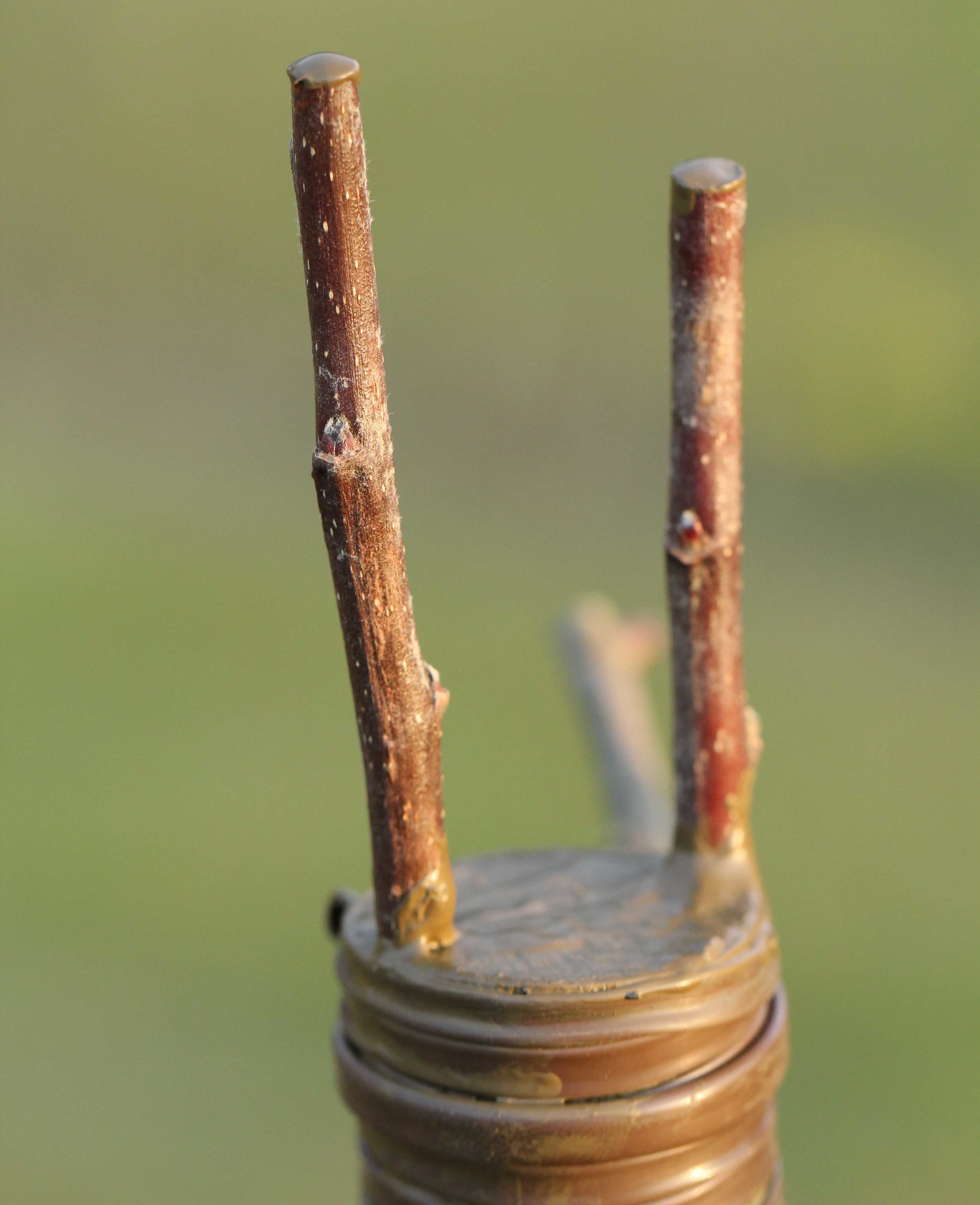 Initiation à la greffe d’arbres fruitiers