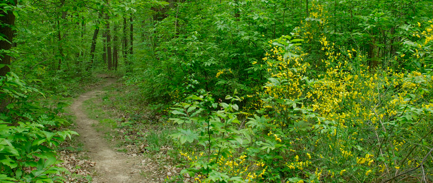 7 km non aménagés sont d’ores et déjà accessibles (ici la forêt de la Grange à Yerres)