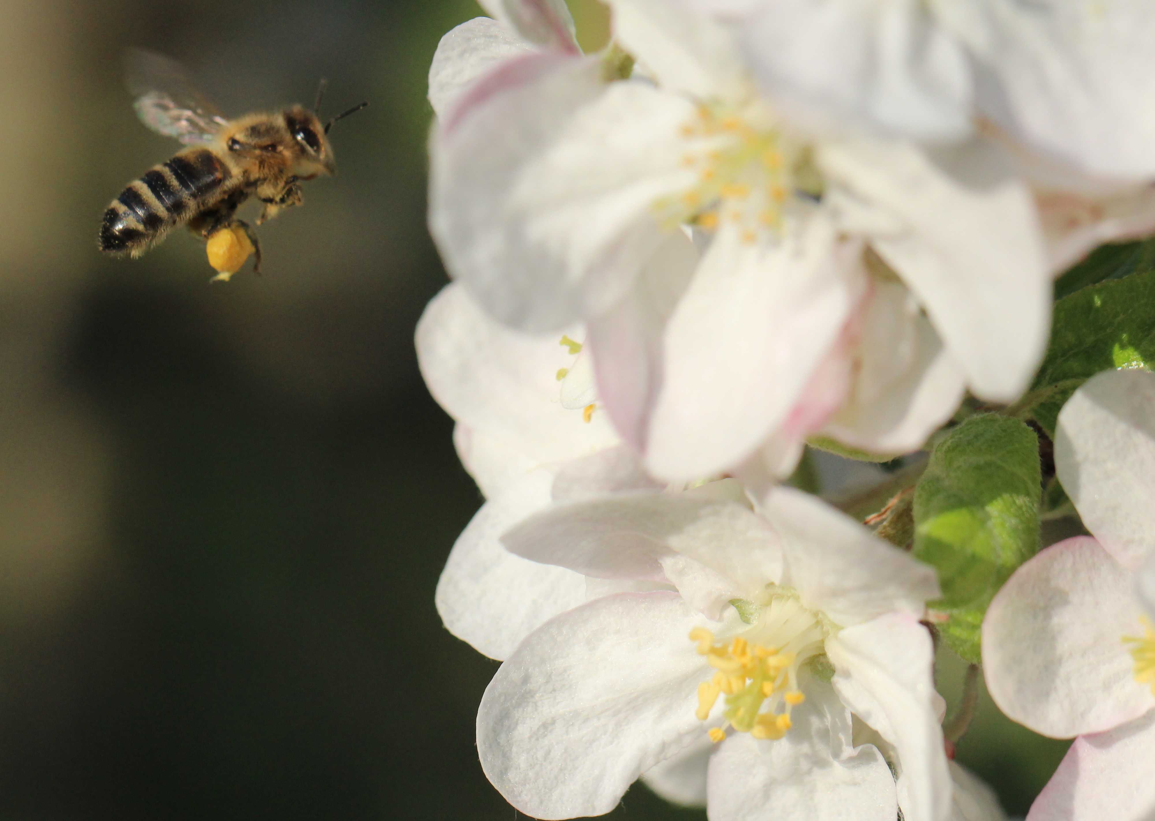 Promenade au verger en fleur