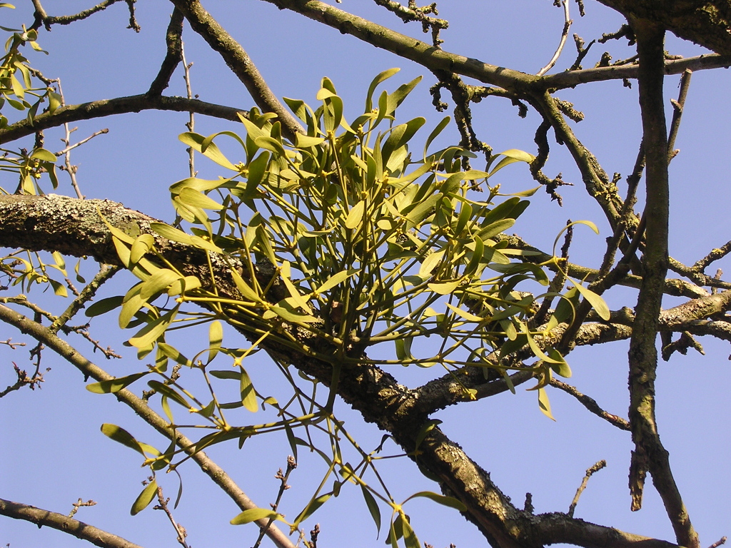 Restructuration d’un pommier