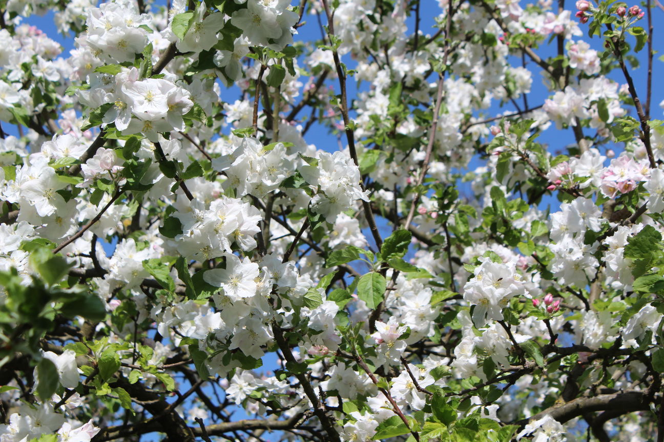 Promenade au verger en fleur – ATTENTION CHANGEMENT DE DATE