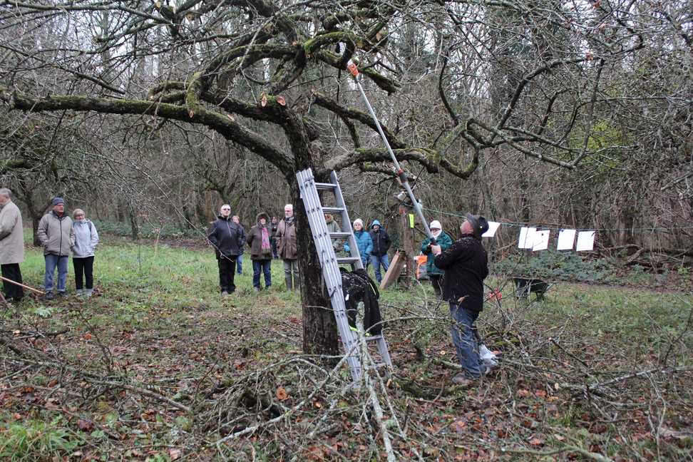 Restructuration des arbres fruitiers par la taille