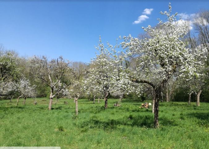 A la découverte des plantes de la Tégéval – ANNULÉE > REPORT DANS LA MESURE DU POSSIBLE