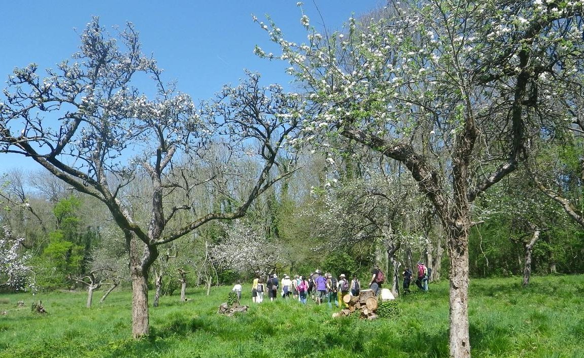 Promenade au verger en fleur > REPORTÉE ULTÉRIEUREMENT