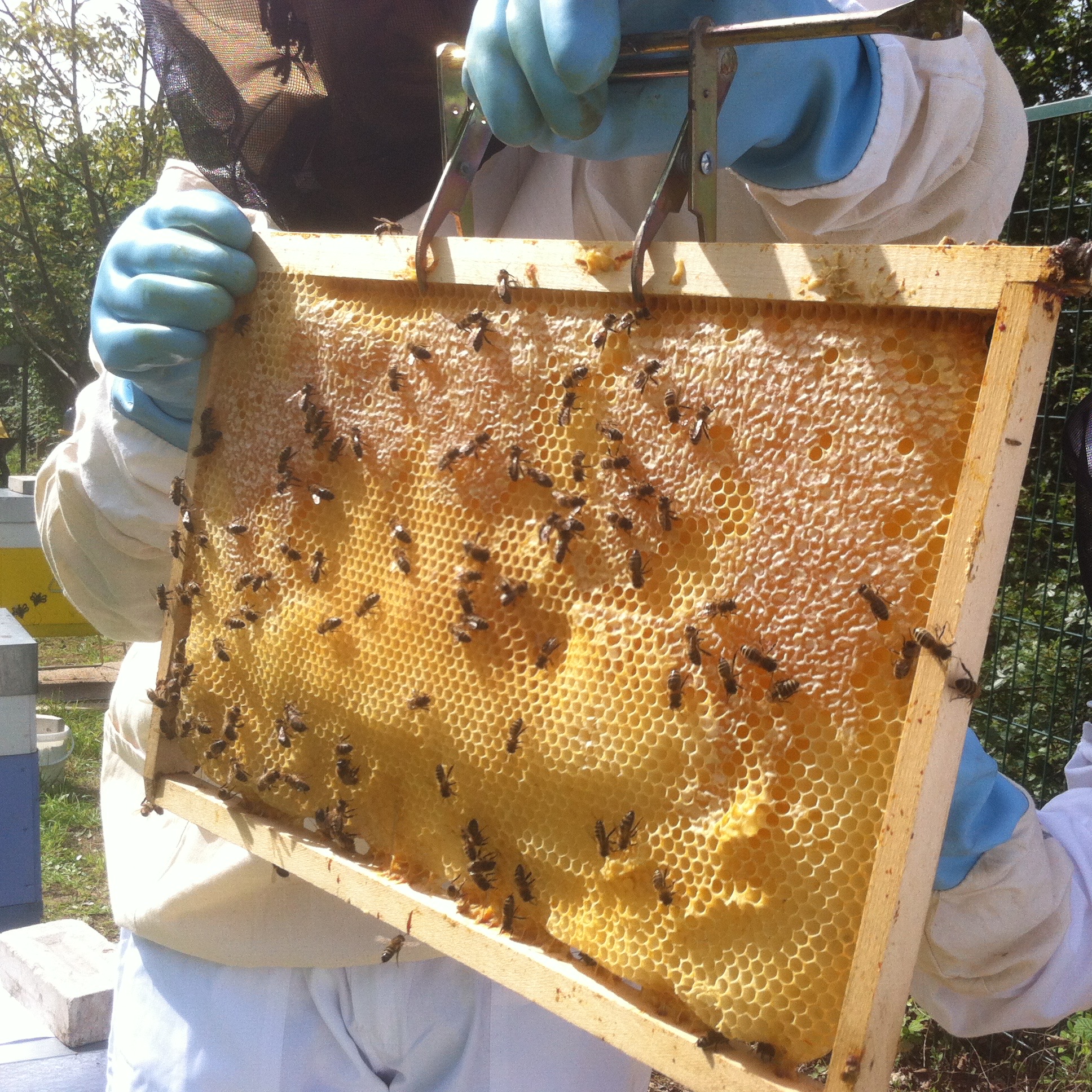 « Toi qui me parlais d’abeilles… »