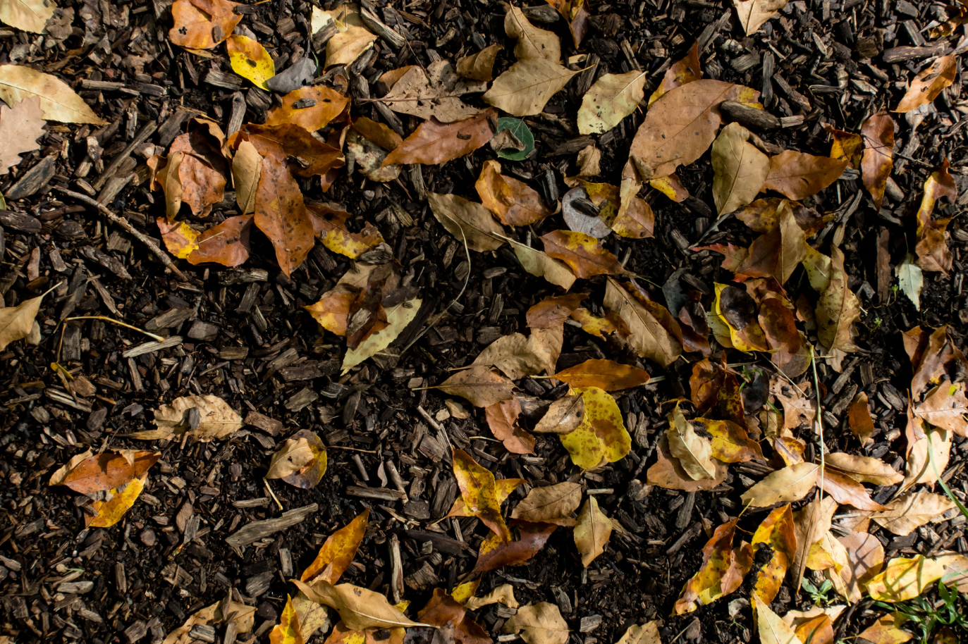 Ce que la forêt nous enseigne au potager : le sol
