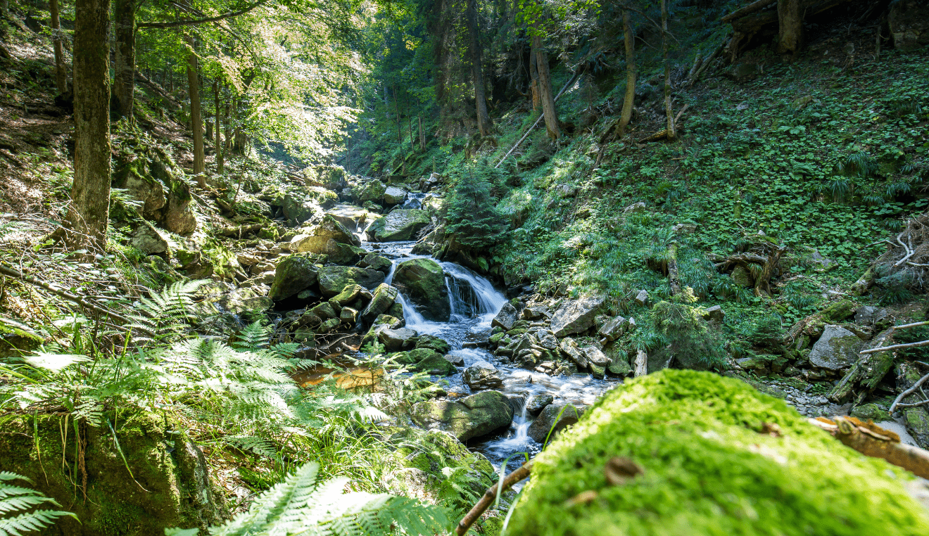 Ce que la forêt nous enseigne au potager : l’eau