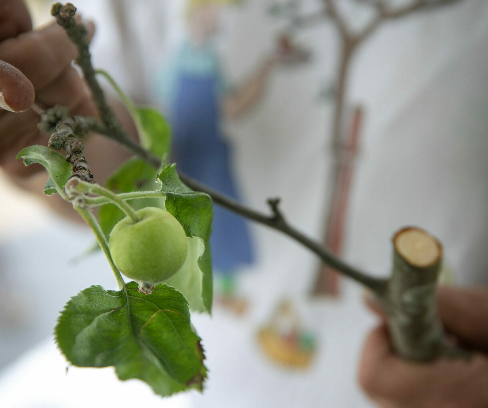 Le greffage des arbres fruitiers