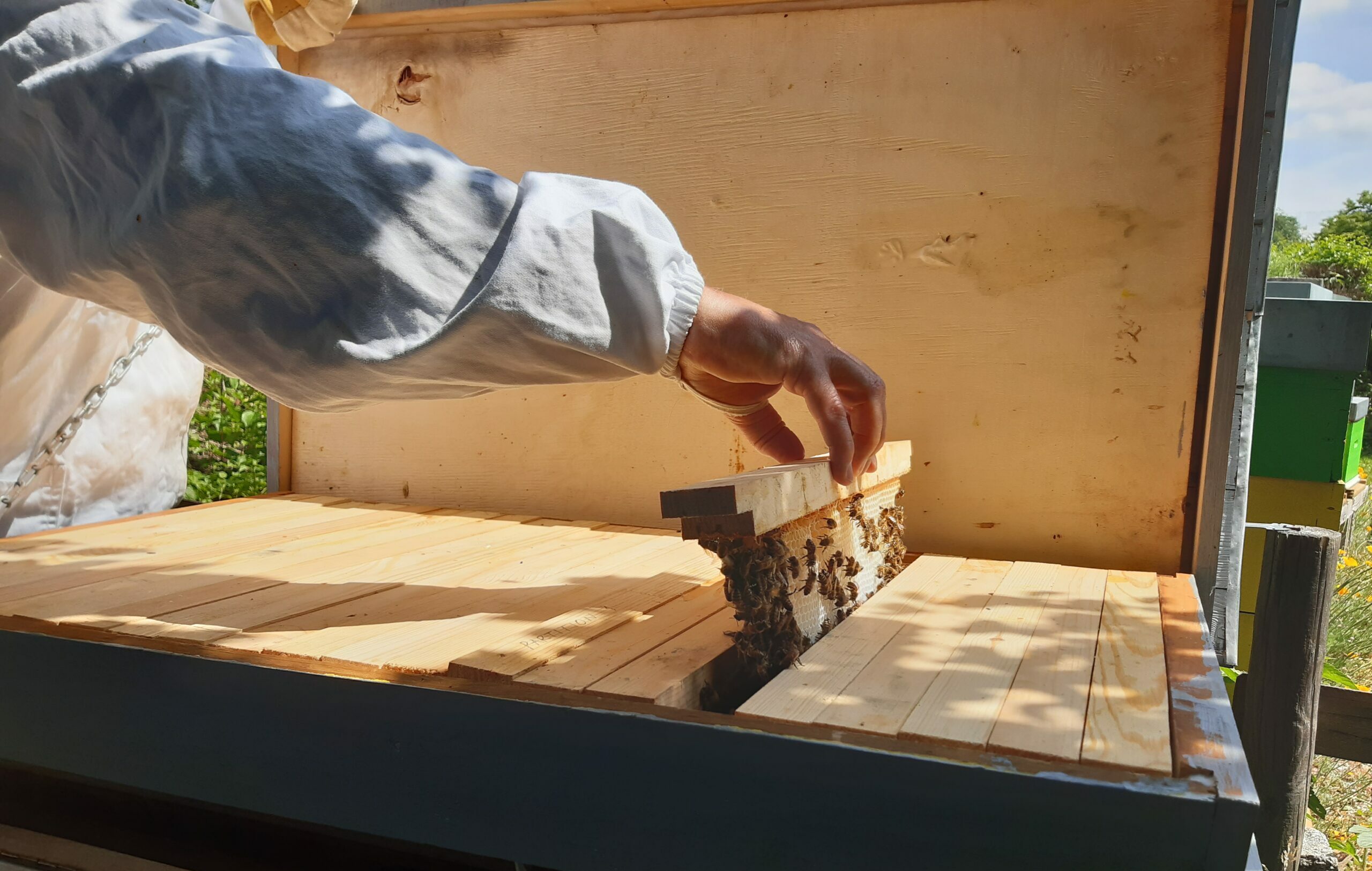 Visite du Rucher Communal de Marolles-en-Brie