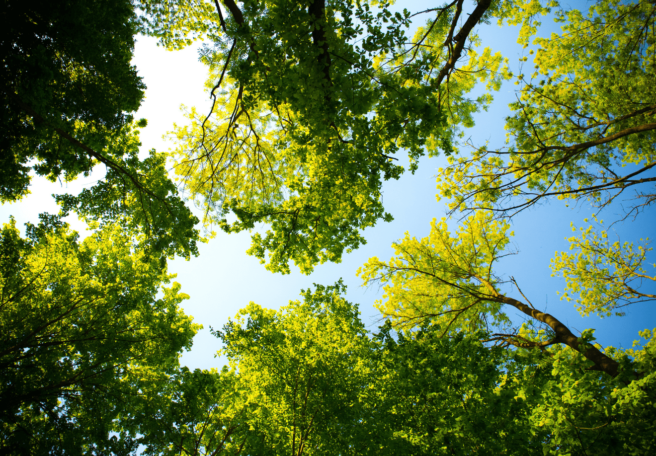 Ce que la forêt nous enseigne au potager : Comprendre les arbres pour mieux s’en occuper