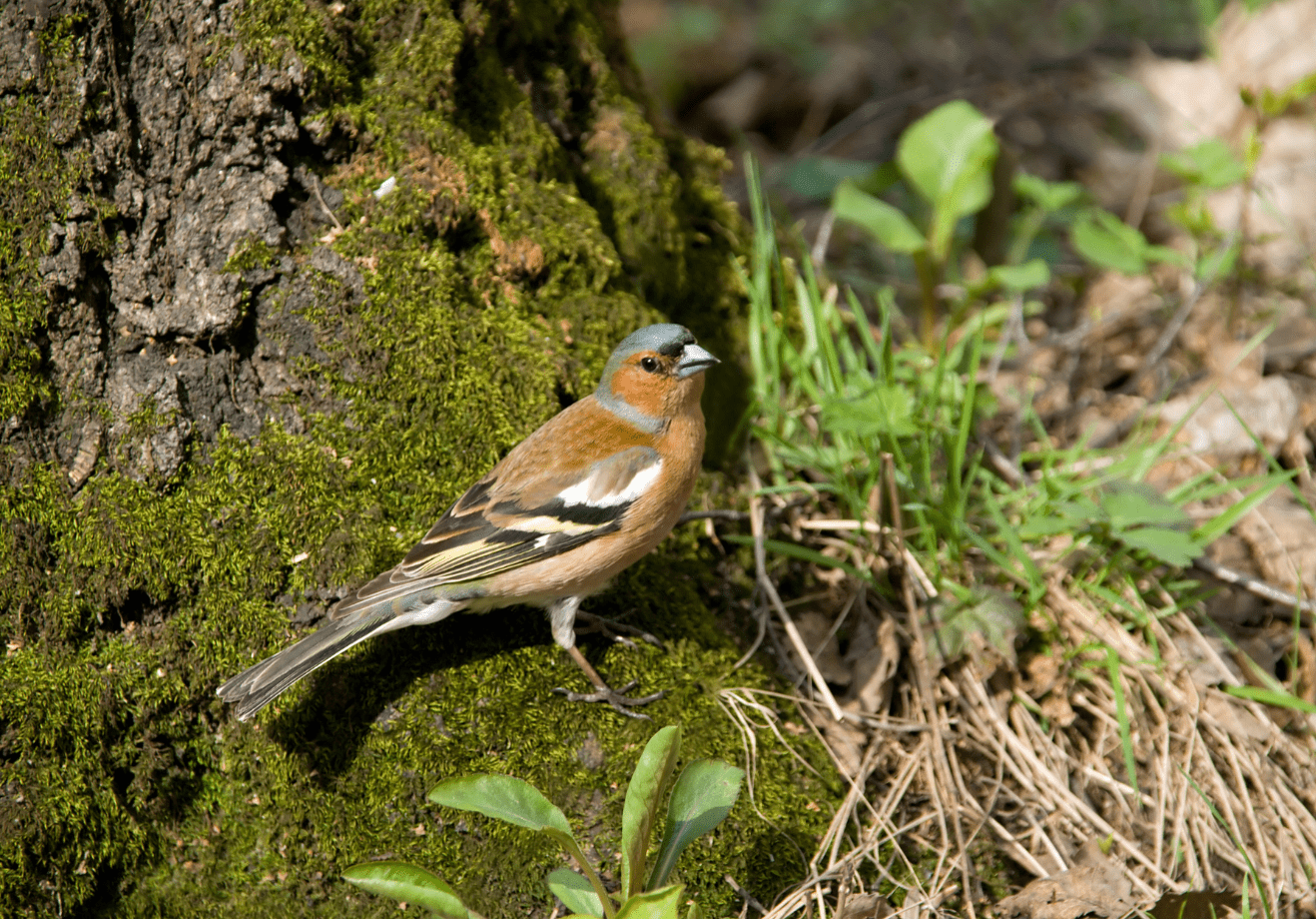 La symphonie de la forêt : réapprendre à écouter > ANIMATION REPORTÉE