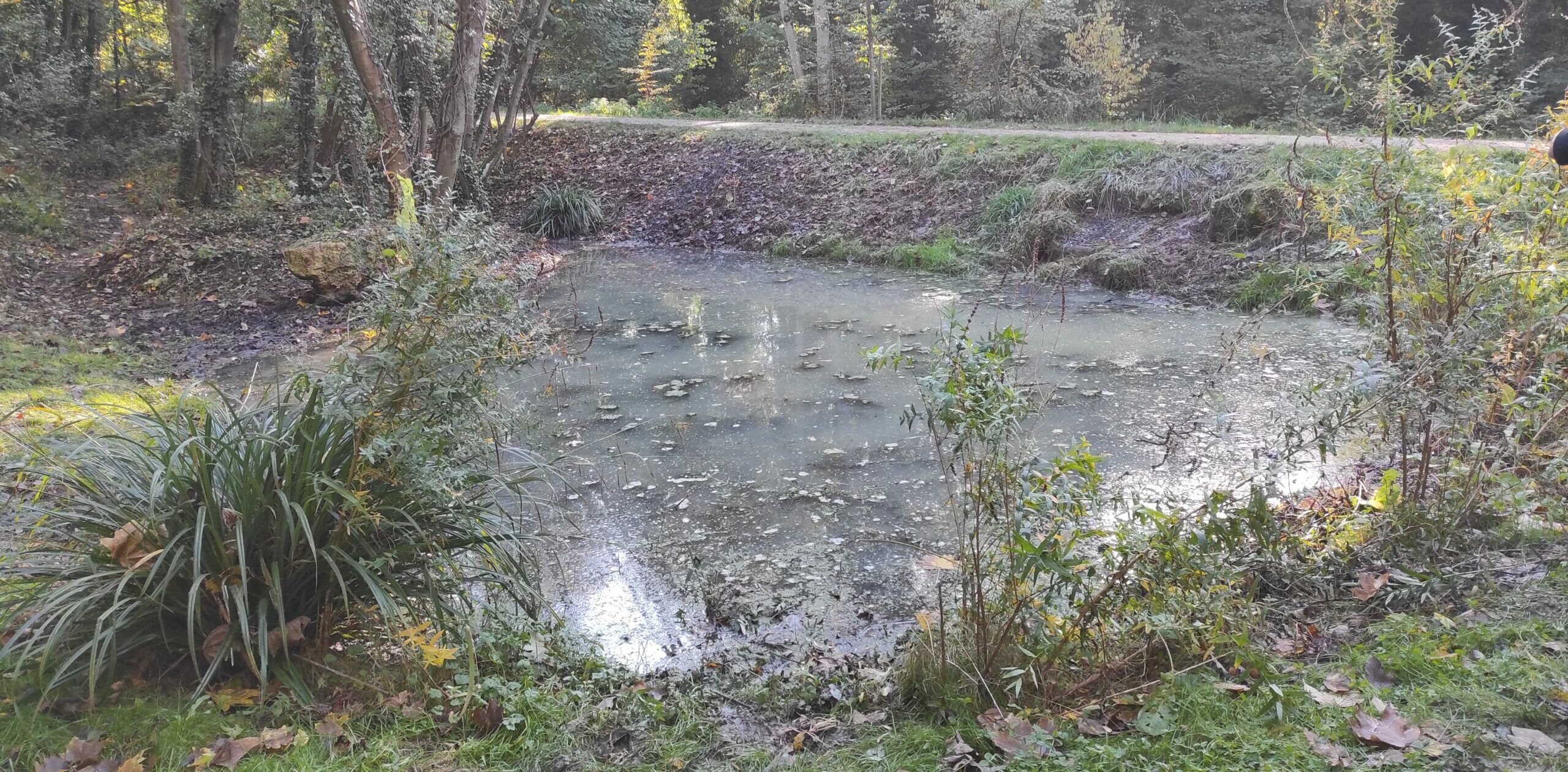 Restauration d’une mare sur la Végétale > REPORTÉ ULTÉRIEUREMENT