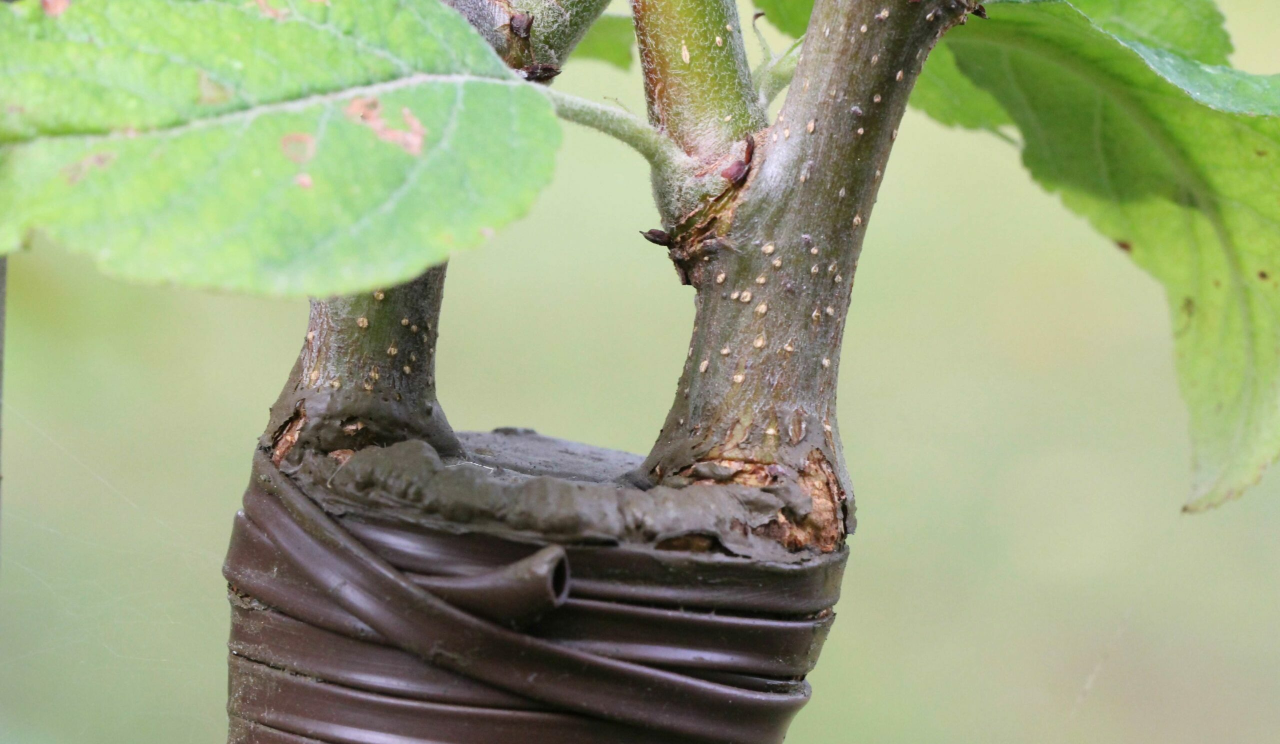 Le greffage des arbres fruitiers