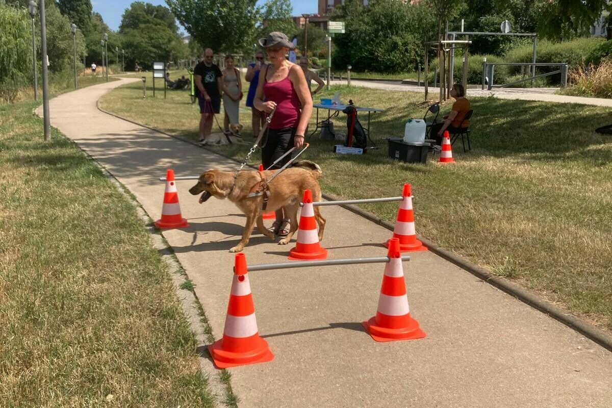 Du chiot au héros, un compagnon pour l’inclusion !